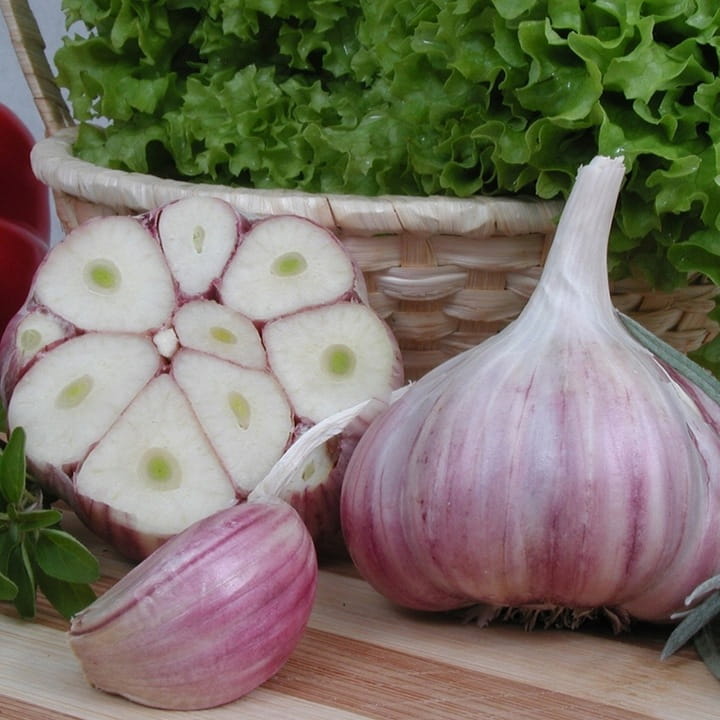 Czosnek zimowy Harnaś polski 1kg Do sadzenia i jedzenia ozimy świeży