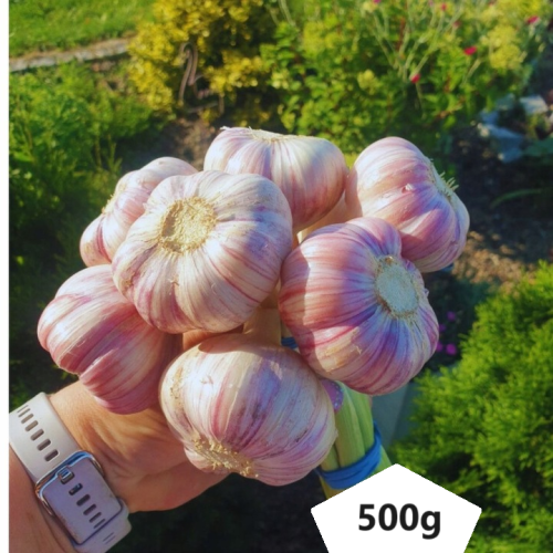 Czosnek zimowy Harnaś polski 500g