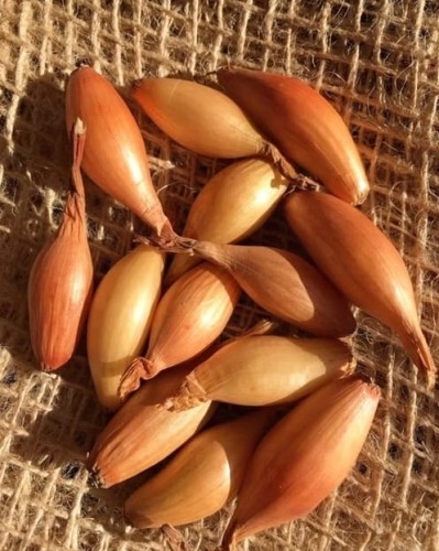 Cebula dymka Sopelek 500g