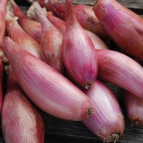 Cebula dymka szalotka/zebrune 500g