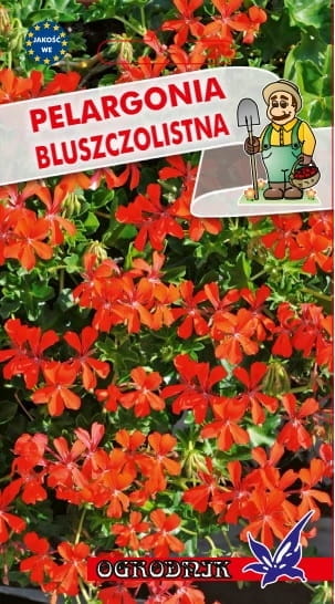 Pelargonia bluszczolistna czerwona 5g / O /