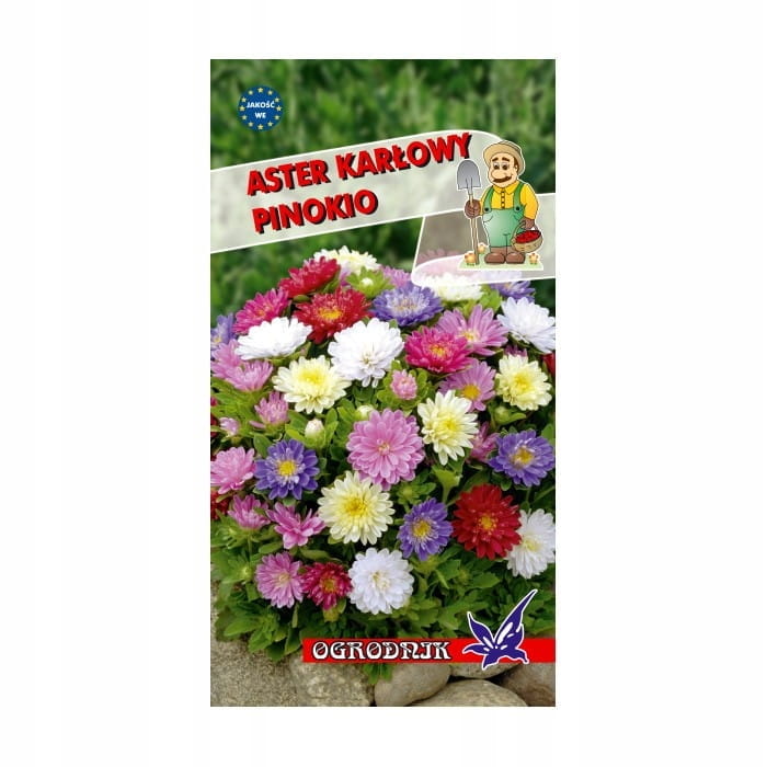 Aster karłowy Pinokio mieszanka 0,5g / O /