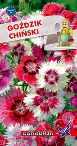 Goździk chiński mieszanka 1g / O /