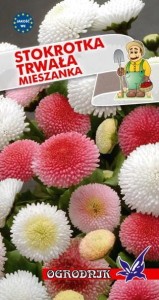 Stokrotka trwała mieszanka 0,2g / O /